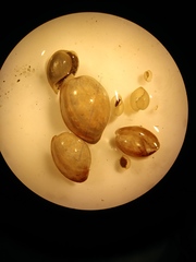 Mollusca