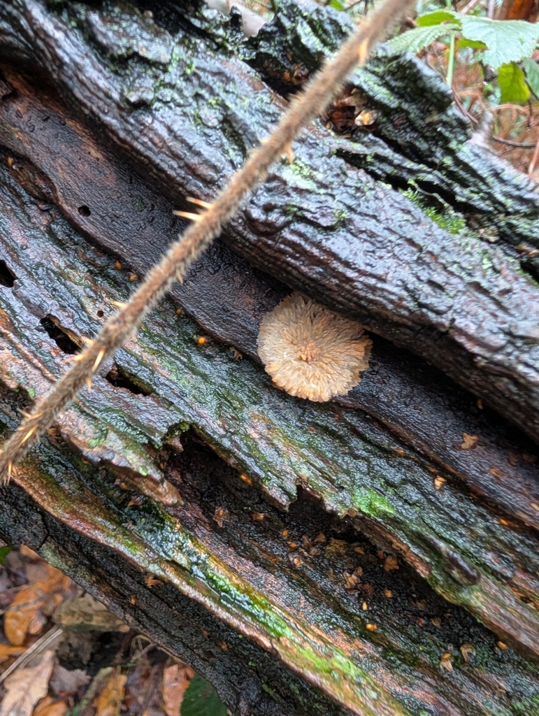 Phlebia radiata · December 2025 · photo: © heather-hyfae (iNaturalist, cc-by)