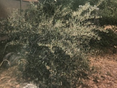 Cercocarpus betuloides blancheae