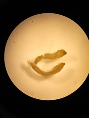 Polychaeta