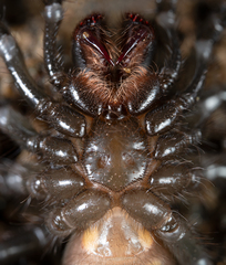 Aliatypus plutonis