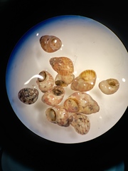 Mollusca