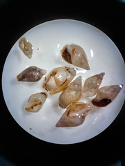 Mollusca