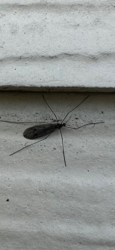 Unknown species found near S Clay Ave, Springfield, MO, US