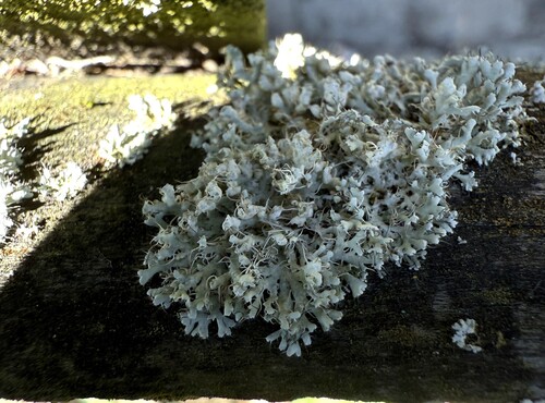 Helm-Schwielenflechte