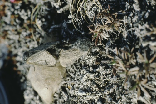 Arctic Woolly Bear Moth