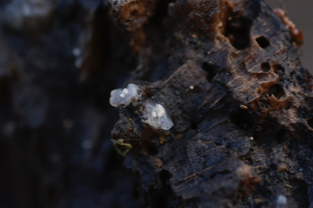 Myxarium nucleatum · December 2025 · photo: © cryptomarasmius (iNaturalist, cc-by)