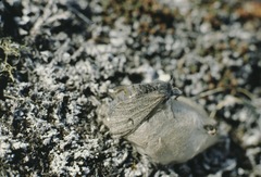 Gynaephora groenlandica