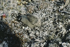 Gynaephora groenlandica