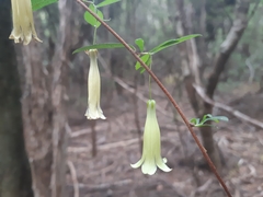 Billardiera macrantha