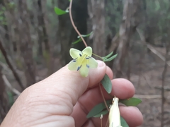 Billardiera macrantha