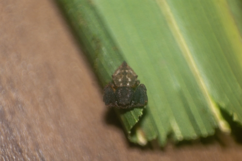 Onocolus intermedius