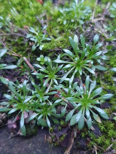 Glabrous Whitlowgrass (Draba glabrescens)