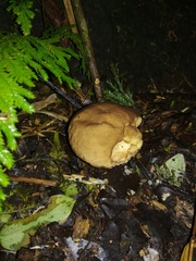 Calvatia rugosa