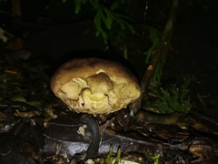 Calvatia rugosa