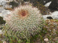 Mammillaria discolor