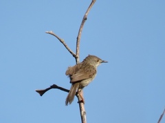 Prinia gracilis