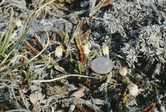 Cassiope tetragona tetragona
