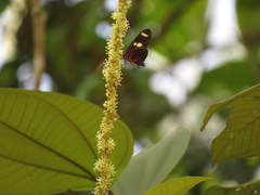 Heliconius leucadia pseudorhea