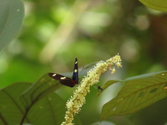 Heliconius leucadia pseudorhea