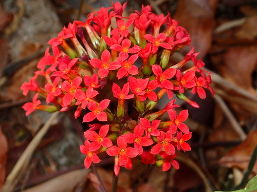 Madagascar widow's-thrill (Kalanchoe blossfeldiana)