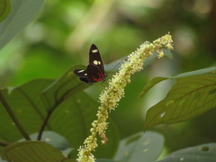 Heliconius leucadia pseudorhea
