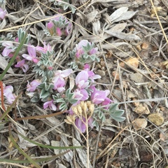 Astragalus tridactylicus