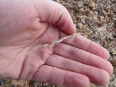 Bromus pubescens
