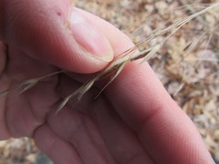 Bromus pubescens