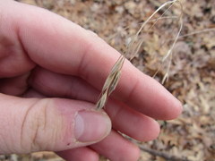 Bromus pubescens
