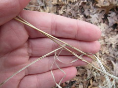 Bromus pubescens