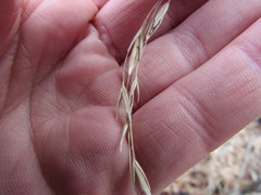 Bromus pubescens