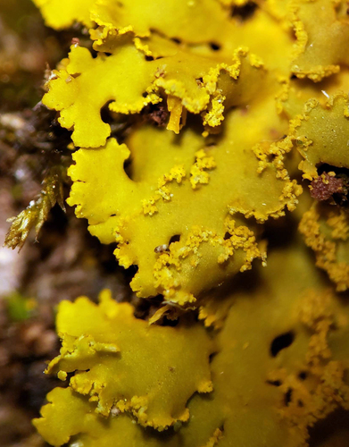 Powdery Sunburst Lichen