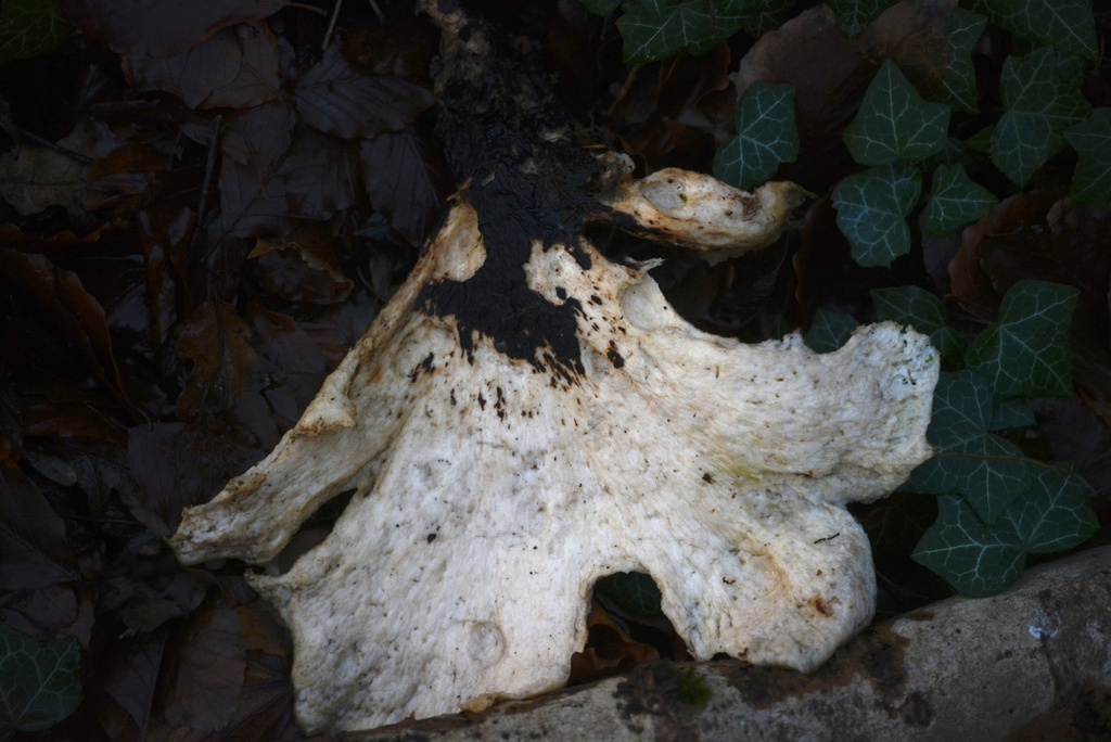 Cerioporus squamosus · December 2025 · photo: © cryptomarasmius (iNaturalist, cc-by)
