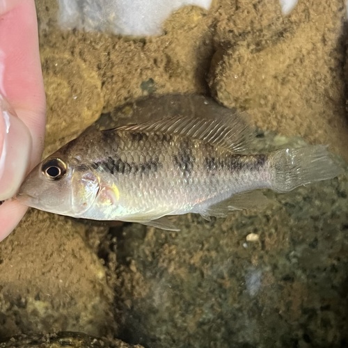 Roodkop-aardeter (Geophagus steindachneri) — Cichlidae — 3