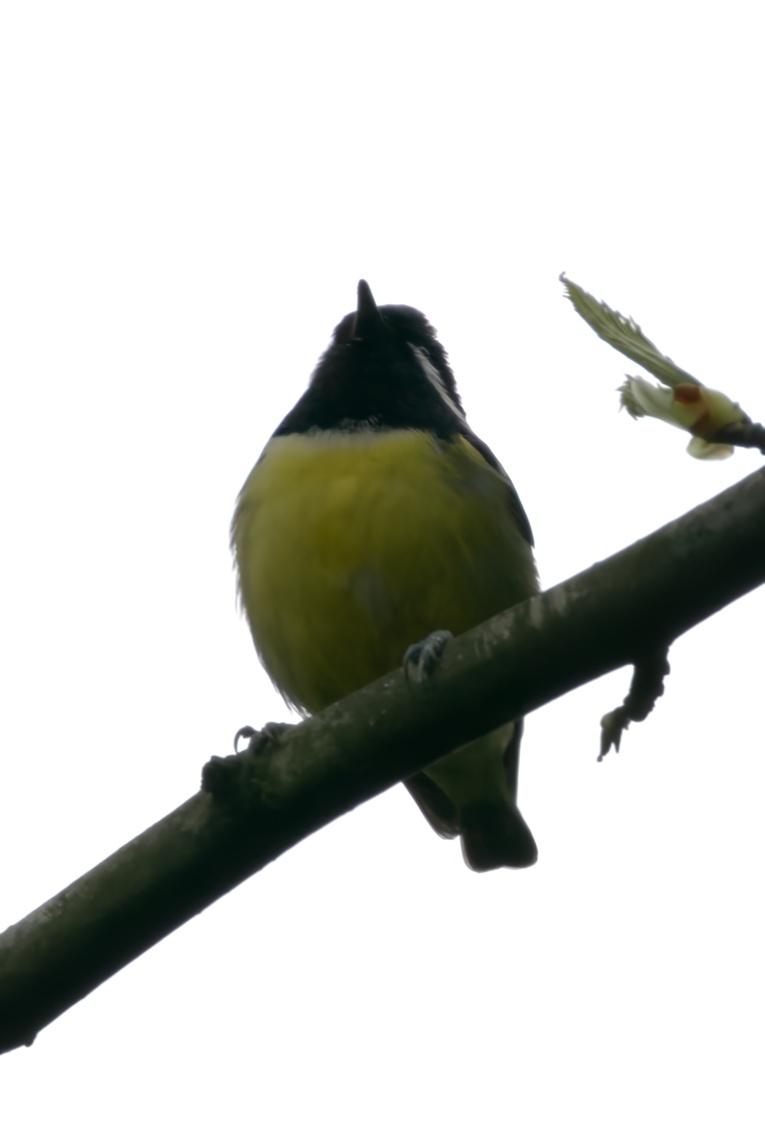 Yellow-bellied Tit illustration