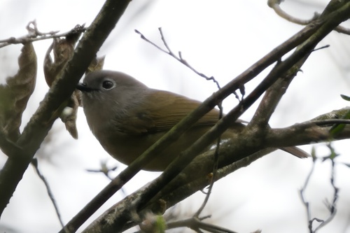 David's Fulvetta (Alcippe davidi), photo 3