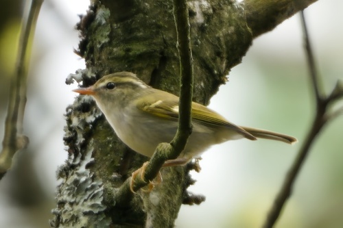 Claudia's Leaf Warbler (Phylloscopus claudiae), photo 6