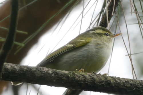 Claudia's Leaf Warbler (Phylloscopus claudiae), photo 6