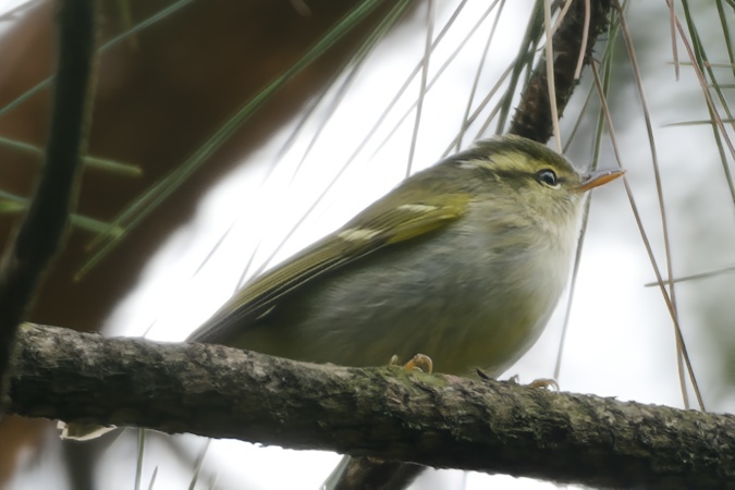 Claudia's Leaf Warbler