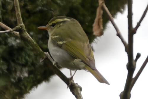 Claudia's Leaf Warbler