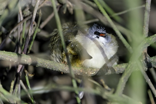 Black-chinned Yuhina (Yuhina nigrimenta), photo 10