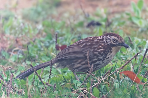Chinese Babax (Pterorhinus lanceolatus), photo 8