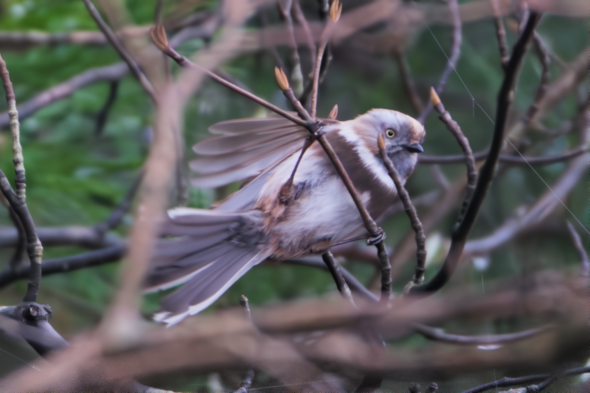 Sooty Bushtit