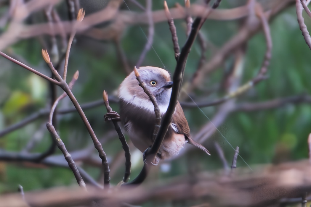 Sooty Bushtit