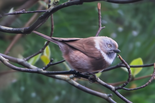 Sooty Bushtit (Aegithalos fuliginosus)