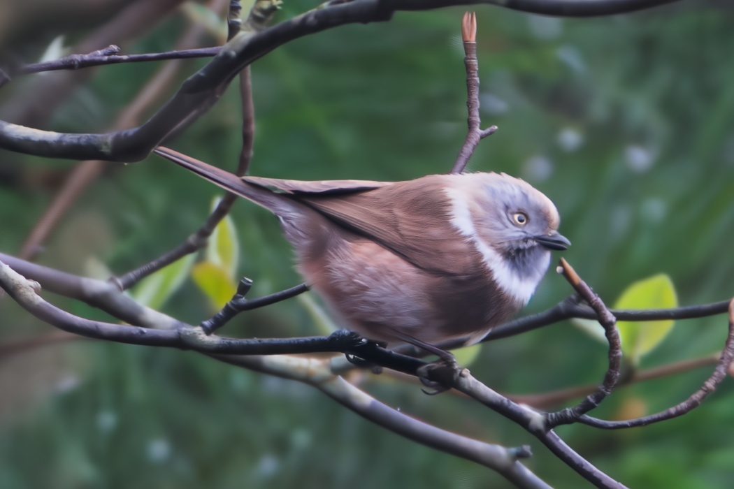 Sooty Bushtit