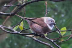 Sooty Bushtit photo 1