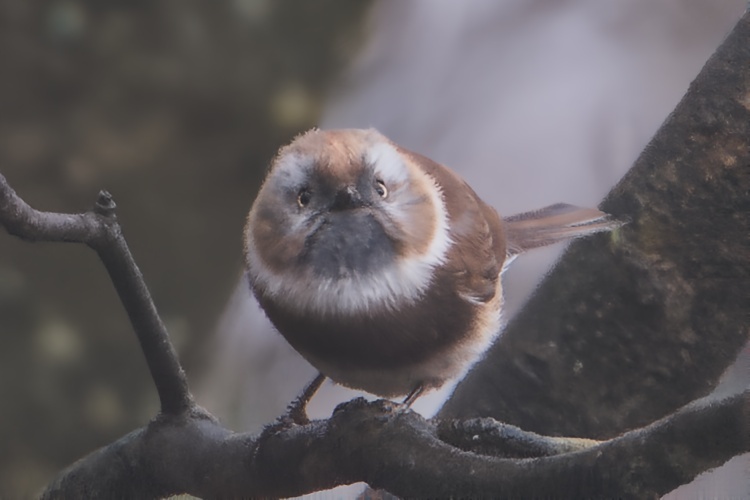 Sooty Bushtit