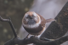 Sooty Bushtit photo 2